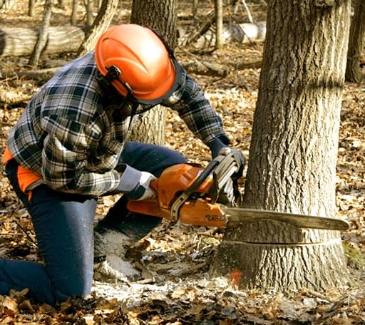 Tree Removal in Knickerbocker, TX